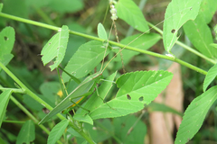 Hyperophora major
