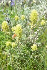Castilleja cervina