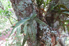 Pleopeltis pleopeltifolia