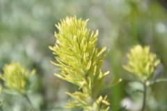 Castilleja cervina