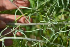Castilleja cervina