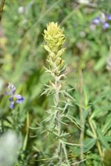 Castilleja cervina