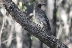 Strepera versicolor melanoptera