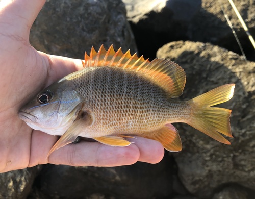 Dog snapper (Lutjanus jocu) — Lutjanidae — 2