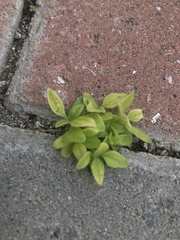 Magnoliopsida