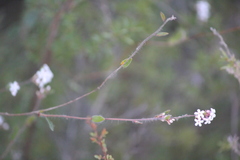 Leucopogon concurvus