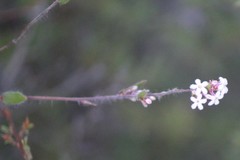 Leucopogon concurvus