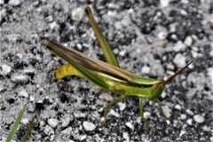 Mermiria intertexta