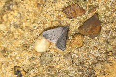 Dichromodes usurpatrix