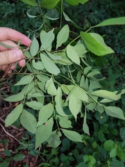 Lonchocarpus parviflorus