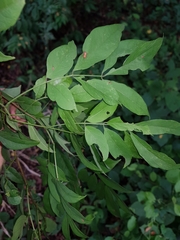 Lonchocarpus parviflorus