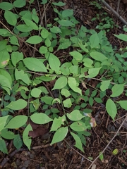 Lonchocarpus parviflorus