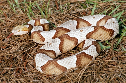 Eastern Copperhead, Aiken, photo 9 of 10