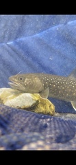 Salvelinus confluentus