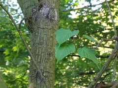 Acer capillipes