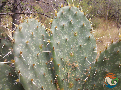 Opuntia velutina, photograph 4