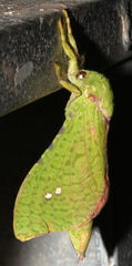 Aenetus eximia