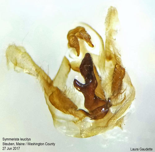 Orange-humped Mapleworm photo 2
