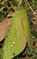 Aenetus eximia
