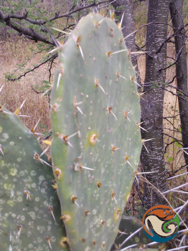 Opuntia velutina, photograph 2