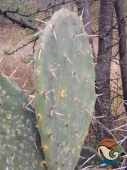 Opuntia velutina