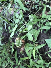 Trifolium reflexum