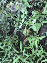 Trifolium reflexum