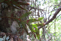 Pleopeltis pleopeltifolia