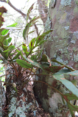 Pleopeltis pleopeltifolia