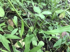 Trifolium reflexum
