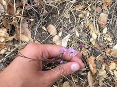 Lessingia arachnoidea