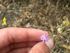 Lessingia arachnoidea