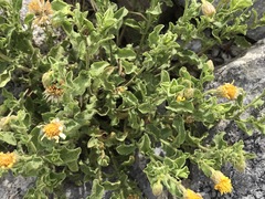 Heterotheca viscida