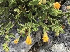 Heterotheca viscida