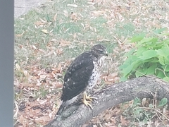Accipiter cooperii
