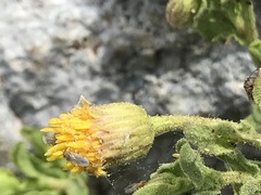 Heterotheca viscida