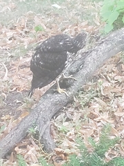 Accipiter cooperii