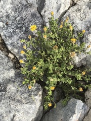 Heterotheca viscida