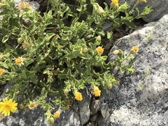 Heterotheca viscida
