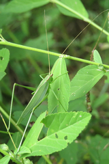 Hyperophora major
