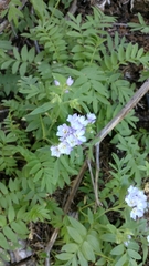 Polemonium californicum