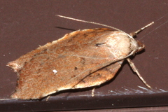 Arachnographa micrastrella