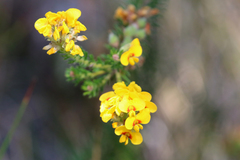 Dillwynia floribunda
