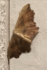 Idaea emarginata