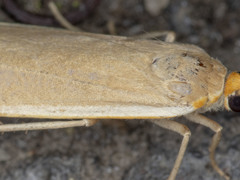 Palaeosia