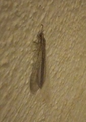 Macronemurus appendiculatus
