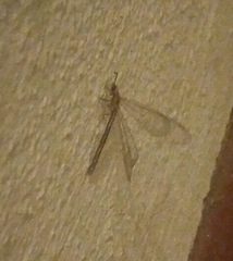 Macronemurus appendiculatus