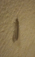 Macronemurus appendiculatus