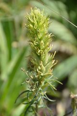 Castilleja cervina