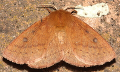 Anthela ferruginosa